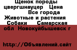 Щенок породы  цвергшнауцер › Цена ­ 30 000 - Все города Животные и растения » Собаки   . Самарская обл.,Новокуйбышевск г.